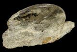 Fossil Ammonite (Parussuria) On Rock- Idaho #117198-1